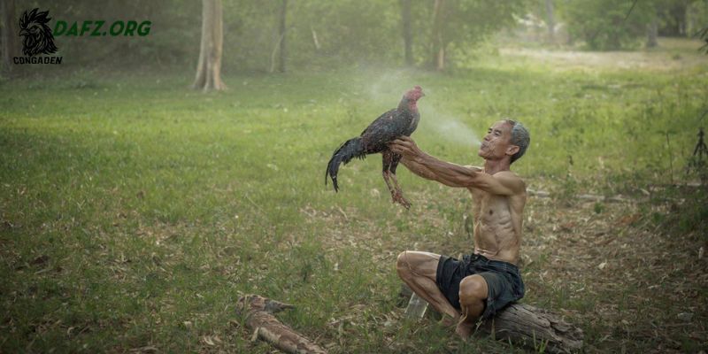 Bí quyết bóp rượu đúng cách giúp gà chọi khỏe mạnh
