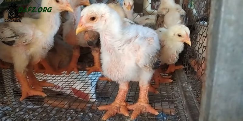 Biện pháp phòng bệnh và bảo vệ sức khỏe gà con