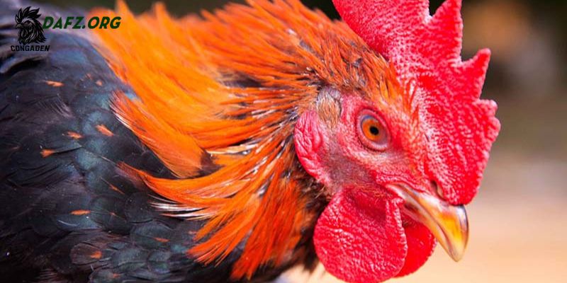Các dấu hiệu nhận biết bệnh hen ở gà