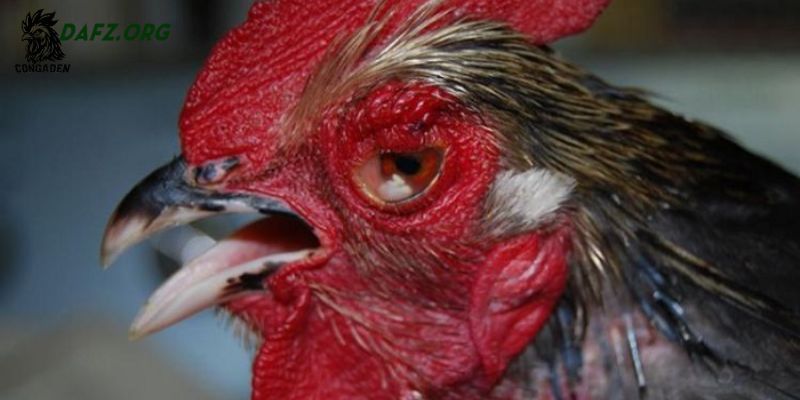 Các nguyên nhân chính làm gà bị sưng mắt có mủ