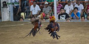 Cách đúc gà chọi