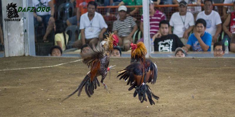 Cách đúc gà chọi