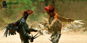 Cách làm cho gà chọi máu chiến