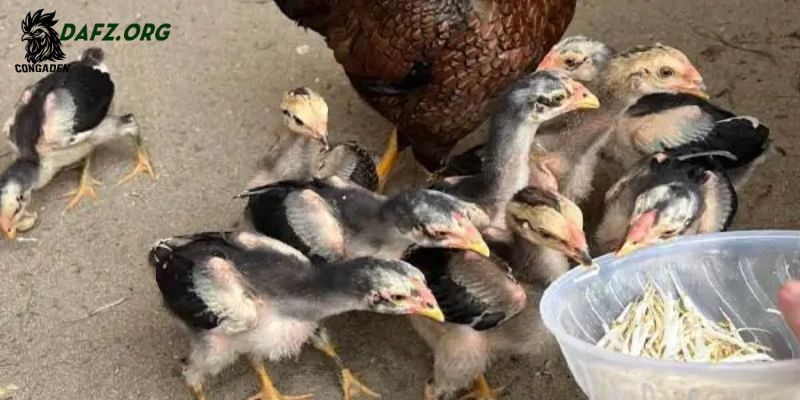 Cách lựa chọn chế độ ăn uống phù hợp cho gà con