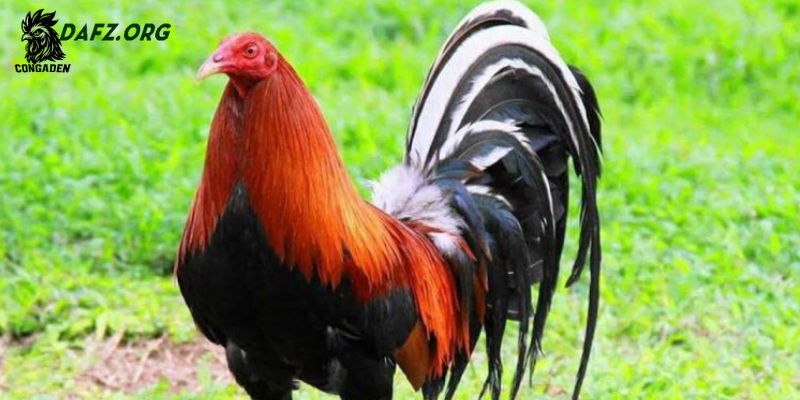 Cách phòng ngừa các bệnh ảnh hưởng đến lông gà