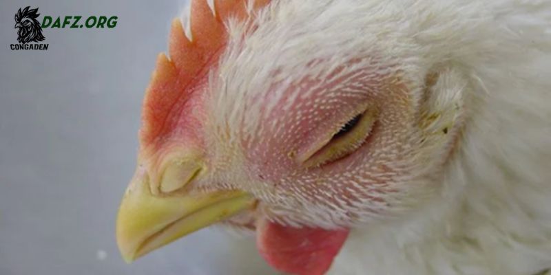 Cách phòng và chăm sóc giúp gà không bị sưng mắt có mủ