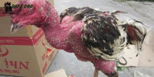Chữa bệnh hen ở gà chọi