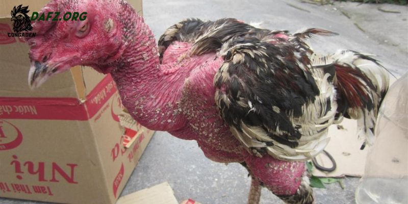 Chữa bệnh hen ở gà chọi