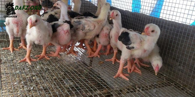 Chuẩn bị nơi ở và môi trường thích hợp cho gà