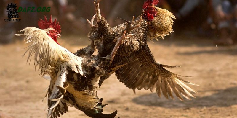 Dấu hiệu nhận dạng gà xám thần mạnh mẽ