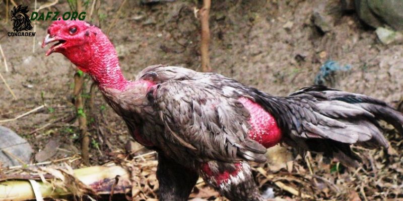 Gà bị chướng diều đầy hơi