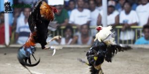 Gà nhạn chân trắng