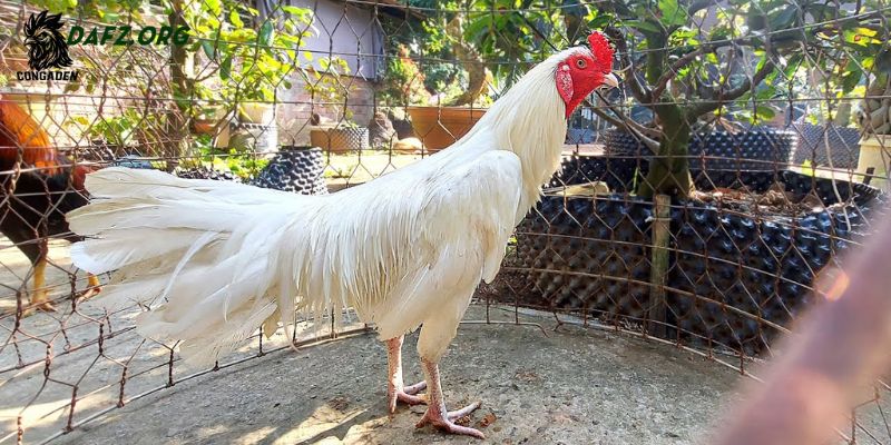 Gà nhạn chân trắng có xuất xứ từ đâu?