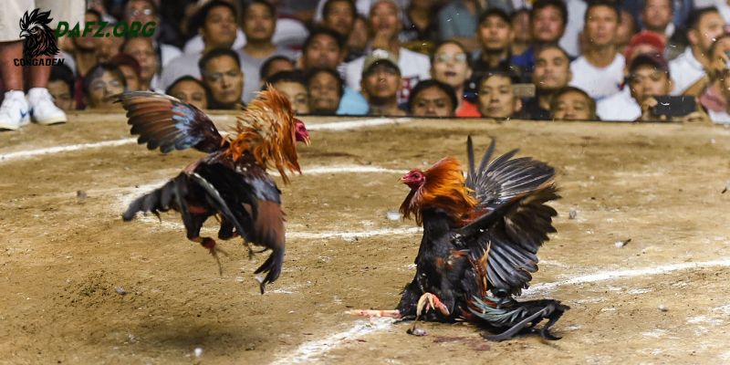 gà xám thần
