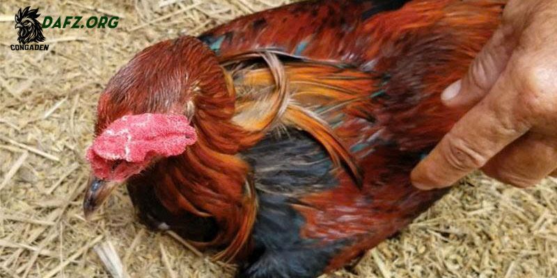 Giải pháp phòng ngừa bệnh hen ở gà hiệu quả