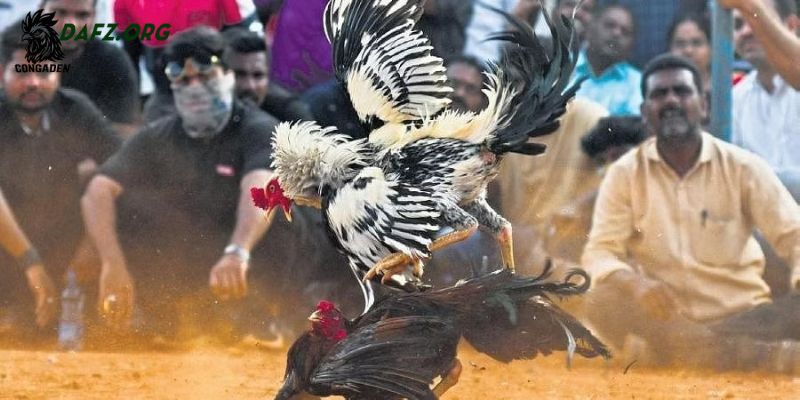 Giải pháp phòng ngừa bệnh ké bầu diều hiệu quả