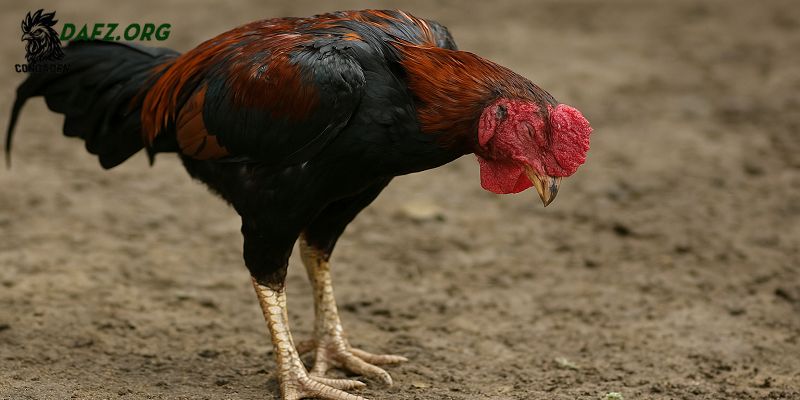 Giải pháp phòng ngừa gà tái mặt hiệu quả