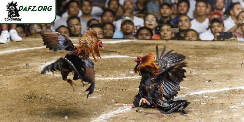 Giới thiệu trang đá gà Con Gà Đen
