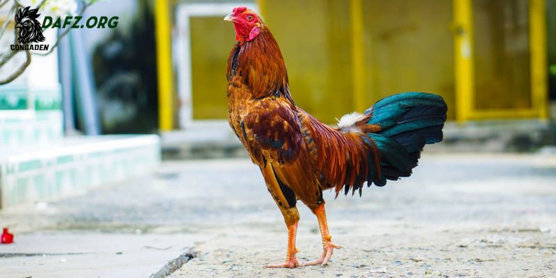 Hướng dẫn chăm lông đuôi gà đều đặn để luôn đẹp