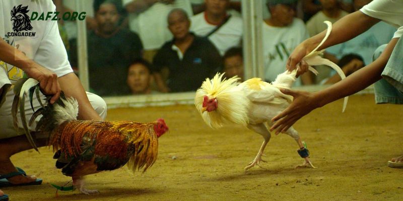 Lựa chọn các thực phẩm đầy đủ dinh dưỡng cho gà