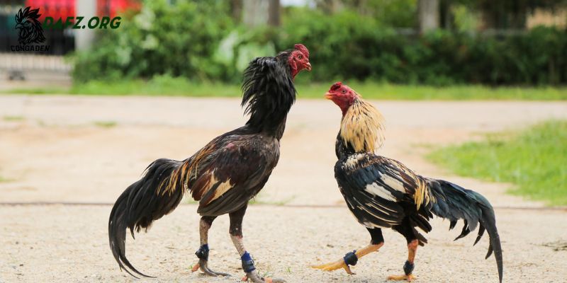 Một số dạng vảy vấn sáo hay gặp ở gà