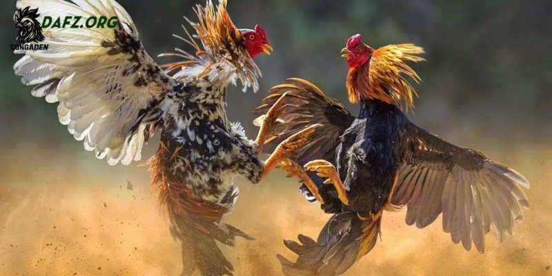 Những lầm tưởng phổ biến về vảy vấn sáo mà bạn nên tránh