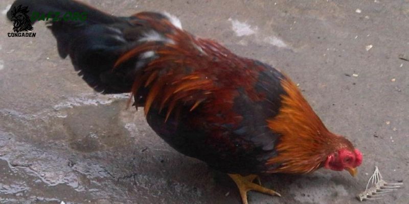 Những lý do chính gây bệnh hen ở gà chọi