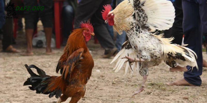 Những sai lầm thường gặp khi điều trị bệnh ké bầu diều