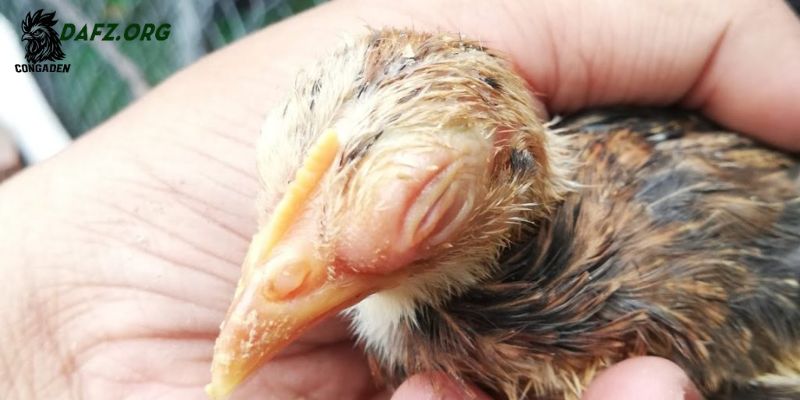 Phương pháp điều trị hiệu quả khi gà bị sưng mắt có mủ