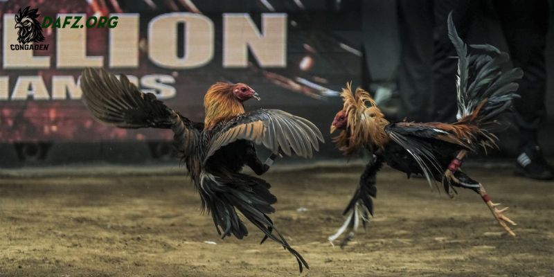 Phương pháp nuôi dưỡng gà Xám Messi để luôn sung sức