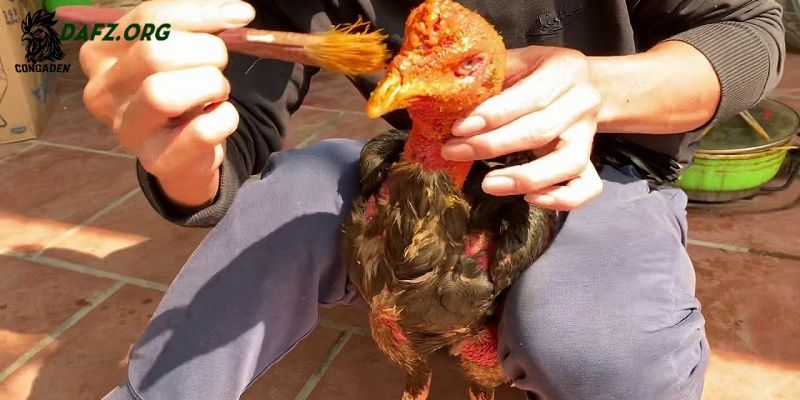 Rượu bóp gà chọi gồm các thành phần nào?