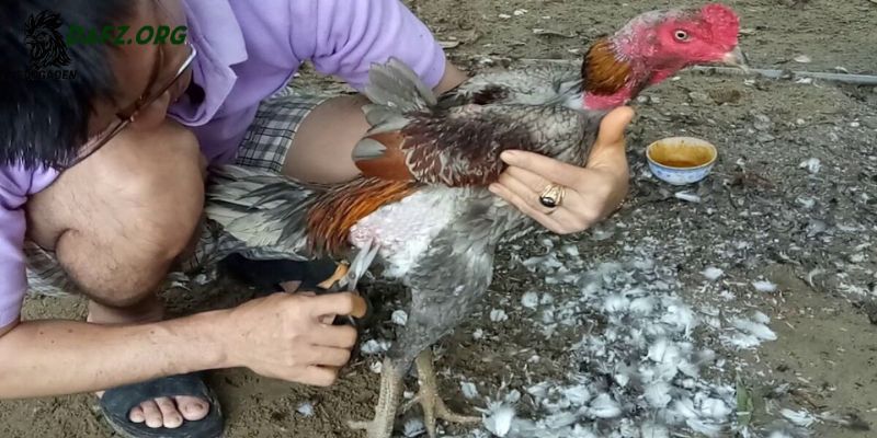 Rượu bóp gà chọi