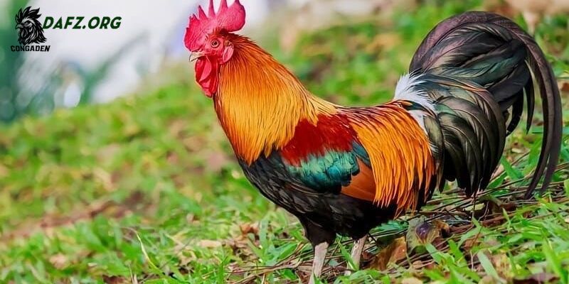 Tầm quan trọng của gà chọi mào cờ trong giới chọi gà