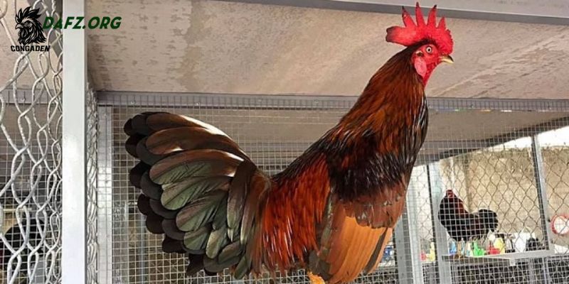 Tiêu chí chọn gà chọi mào cờ đạt chuẩn tố chất tốt