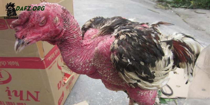 Triệu chứng nhận biết tình trạng tái mặt ở gà