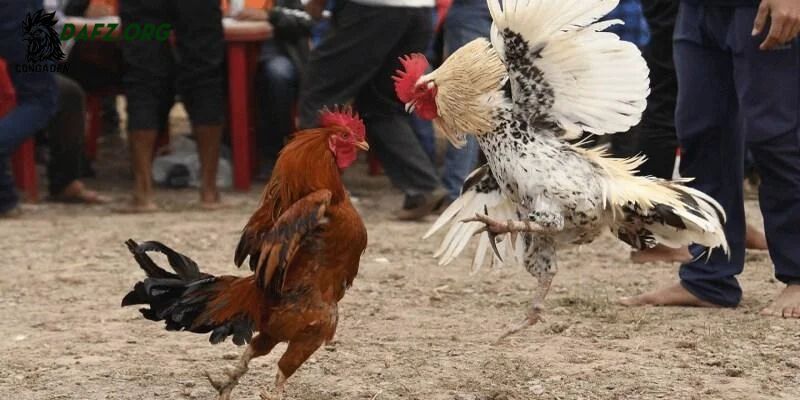 Vì sao việc chọn cựa theo trọng lượng gà lại quan trọng?