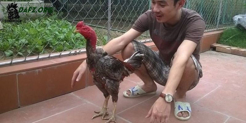Xuất xứ và đặc điểm đáng chú ý của gà Xám Messi