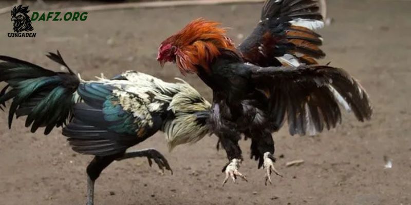 Yếu tố môi trường quyết định hiệu quả đúc gà chọi